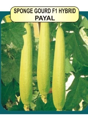 Sponge Gourd  F1 Seeds