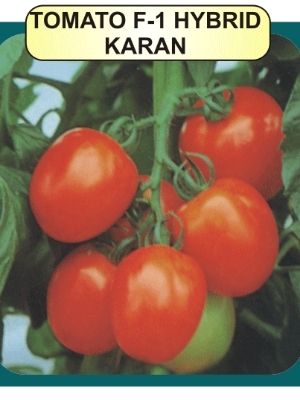 Tomato F1 Seeds