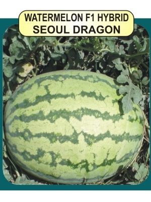 Watermelon F1 Seeds Weight: 10Gm Per Pack Grams (G)