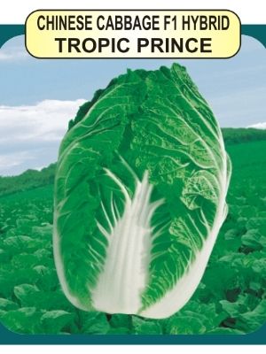 Chinese Cabbage F1 Seeds