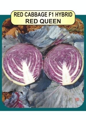 Red Cabbage F1 Seeds