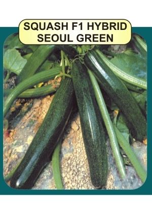 Squash F1 Seeds Weight: 10Gm Per Pack Grams (G)