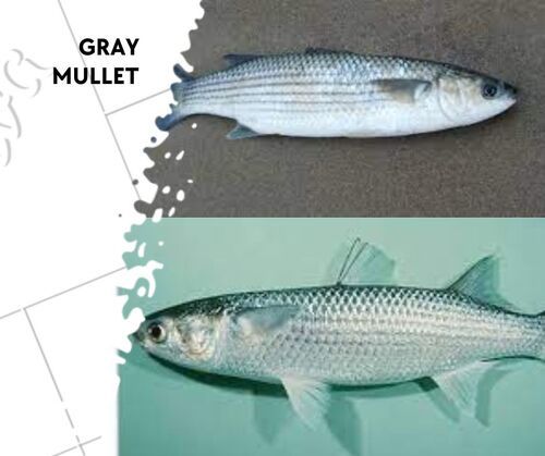 Gray Mullet Fish Seed