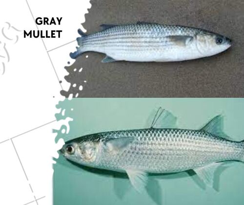 Gray mullet fish seed