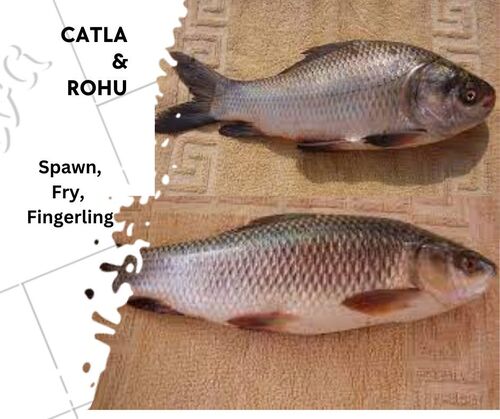 Catla Rohu Fish Seed