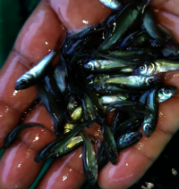 Rohu Fish Seed - Diameter: 3 To 4 Mm Millimeter (mm)