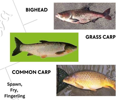 Bighead Grass carp Common Carp