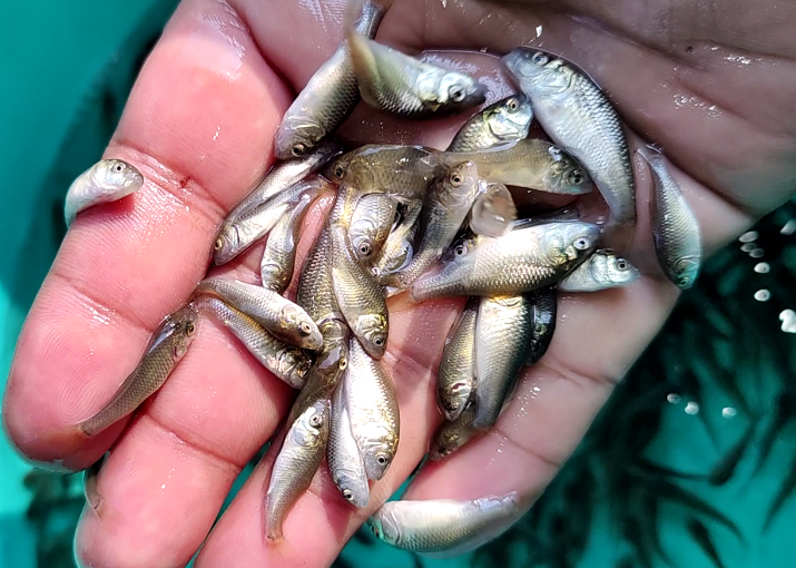 Amur Common Carp Fish Seed