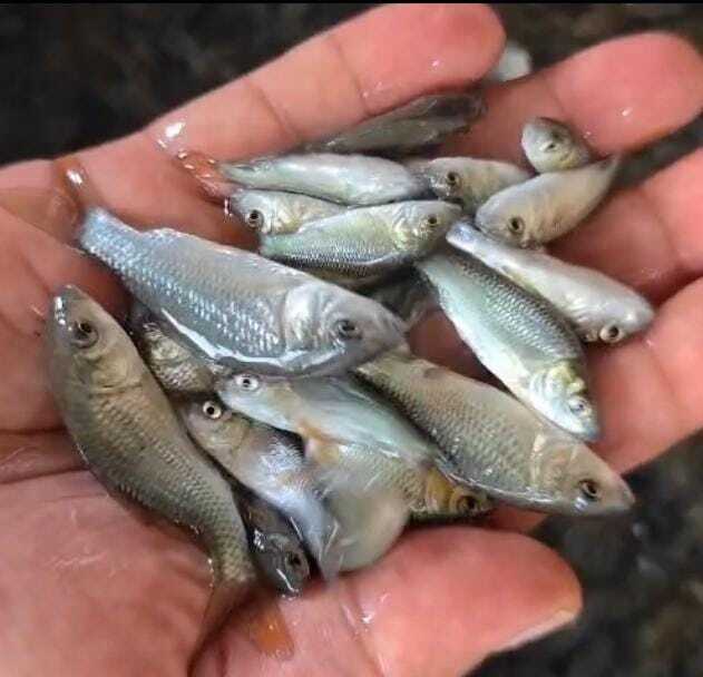 Amur Common Carp Fish Seed - Shape: As Per Requirement