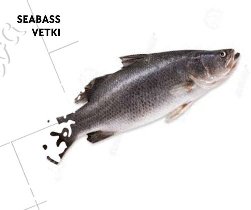 Seabass fish seed