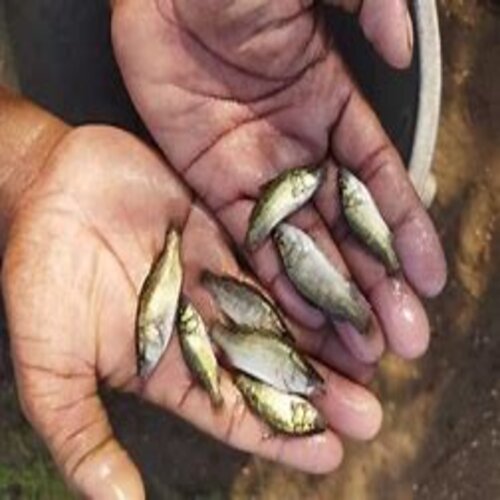 Seabass fish seed