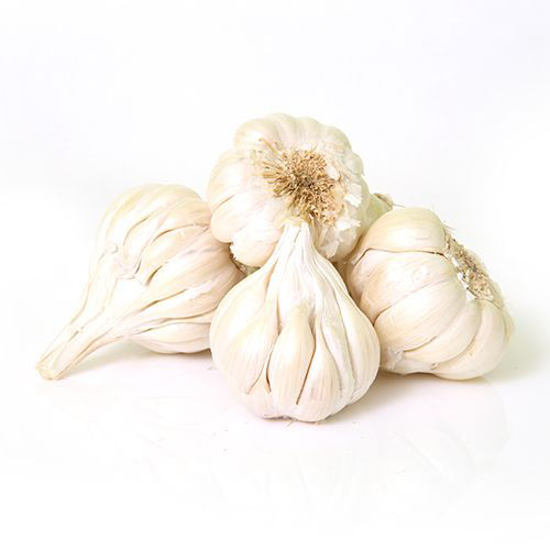 Fresh Garlic