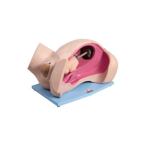 Obstetrics and Gynecology Manikin