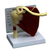 Shoulder Joint Model - High-quality Pvc, Multicolored Design, 1-year Warranty | Ideal For Medical Professionals, Physiotherapy Education & Demonstrations