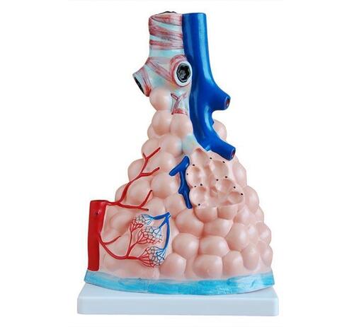 XC-302  Pulmonary Alveoli Model Magnified