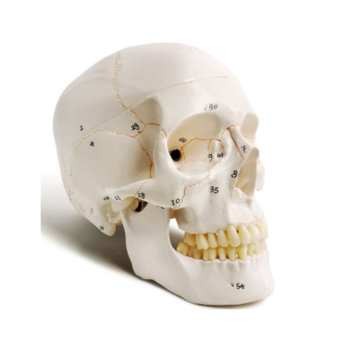 White Model Skull With Numbers