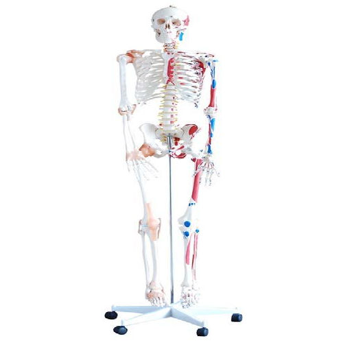 Multicolour 180Cm Skeleton With Muscles And Ligaments Tall