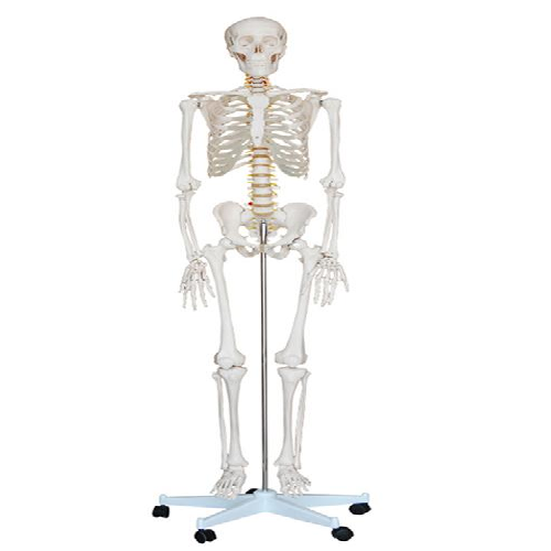 XC-101 Life-Size Human Skeleton (180cm) Tall On A Pelvic Mounted Stand