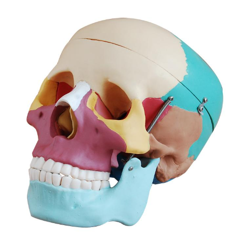 XC-104C Life-Size Colored Skull