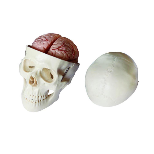 XC-104E Skull Model With 8 Parts Brain