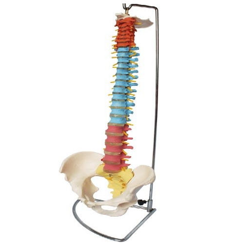 Multicolour Didactic Vertebral Column With Pelvis