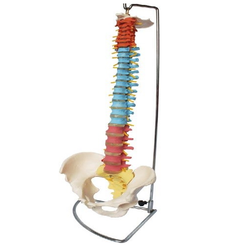 XC-105C Didactic Flexible Vertebral Column With Pelvis