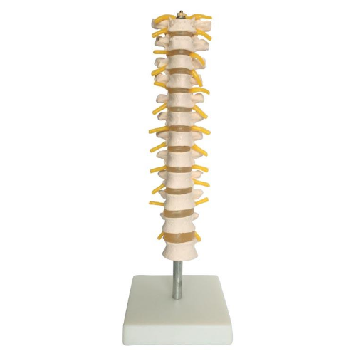 XC-120 Thoracic Spinal Column