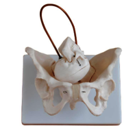 Birth Demonstration Model - High-quality Pvc, White Color, High Functionality | Detailed Female Reproductive Anatomy For Educational Use