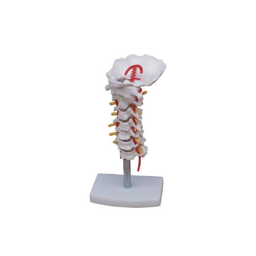 White Cervical Vertebral Column With Neck Artery At Best Price In Pune Rt Simutronix