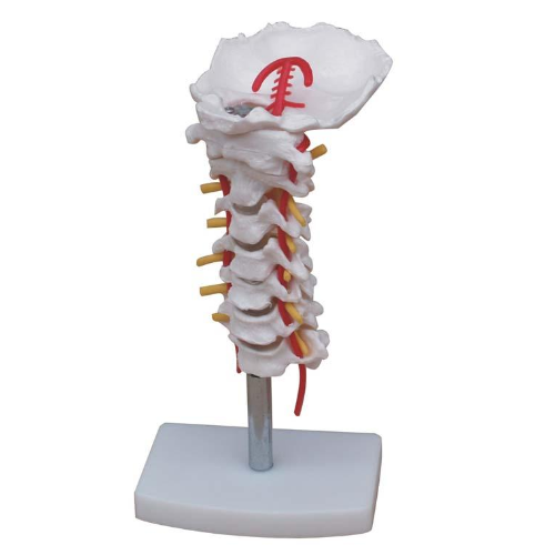 XC-133 Cervical Vertebral Column With Neck Artery