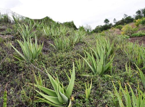 Cosmetics Fresh Aloe Vera Leaves