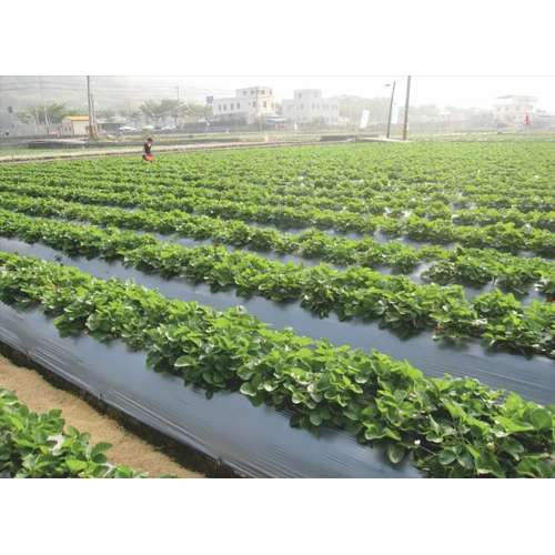 Agriculture Mulch Film