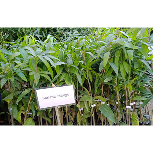 Thai Banana Plant