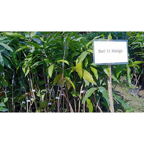 Different Available Thai Bari 11 Mango Plant