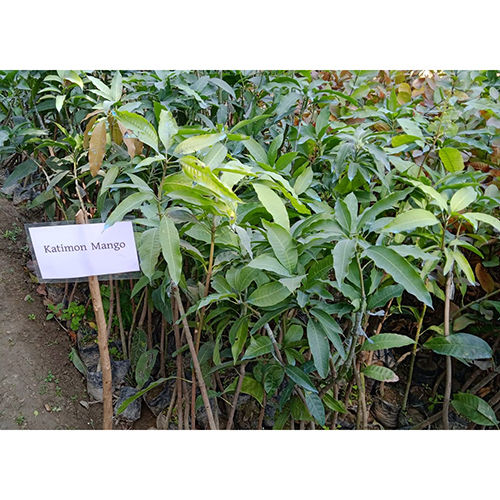 Different Available Thai Katimon Mango Plant