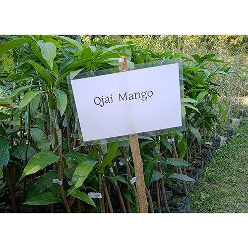 Different Available Thai Qjai Mango Plant