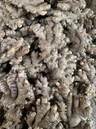 Fresh Ginger From Assam - Moisture (%): 80-85%