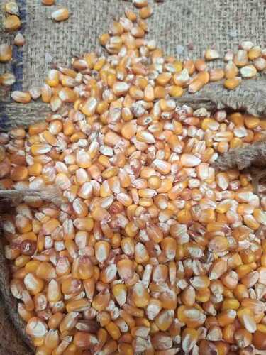 Maize for animal feed