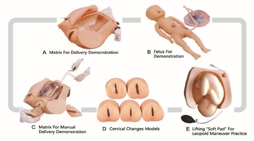 GD/F54 Advanced Abdominal Palpation and Delivery Mechanism