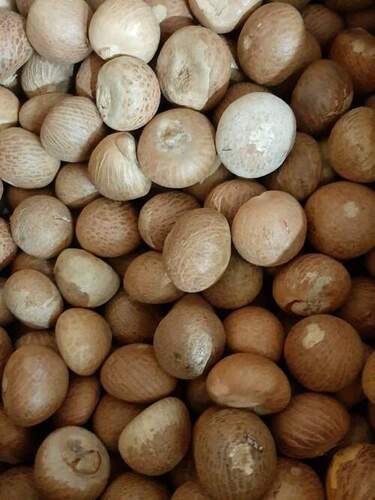 Betel Nuts - Color: Brown
