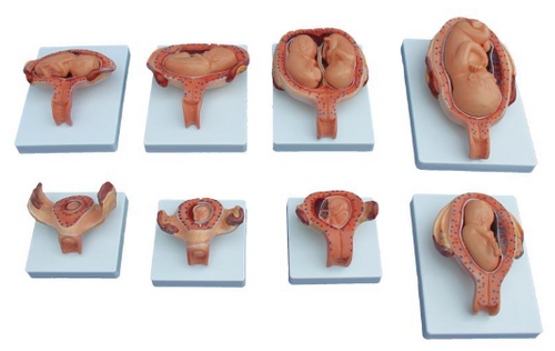 XC 414A The Development Process for Fetus (Half-Size)