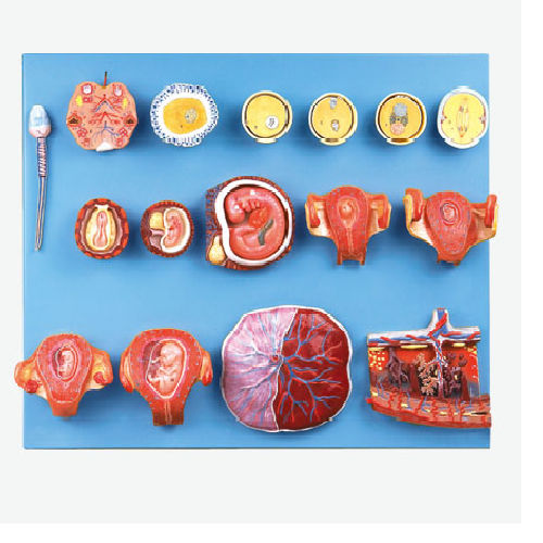 GD A42002 Human Fertilization and Early Embryogeny