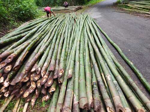 Green Bamboo Poles