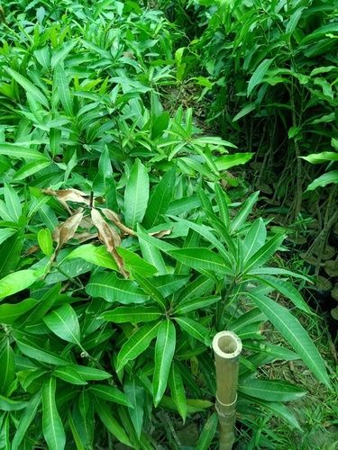 Thai banana Mango Plant