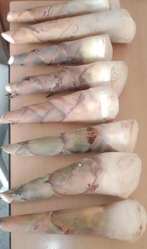 Bamboo Shoot - Moisture (%): 14%