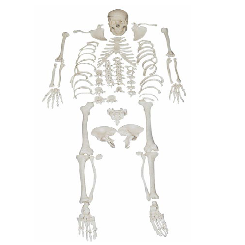 XC-130 Disarticulated Skeleton with Skull