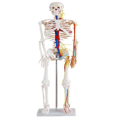 XC-102B   Skeleton with Nerves and Blood Vessels 85cm