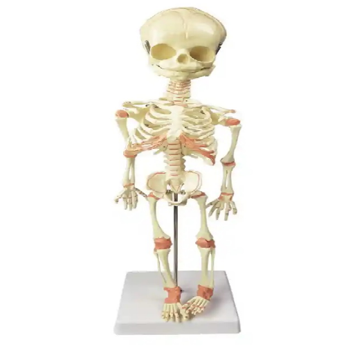 SI/SK-501  Fetus Skeleton