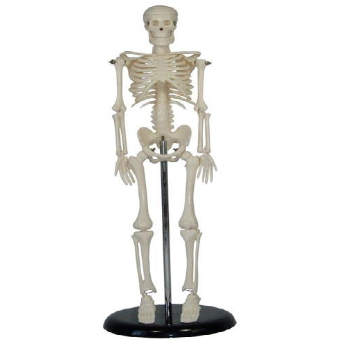 XC-103  Mini Skeleton 45CM