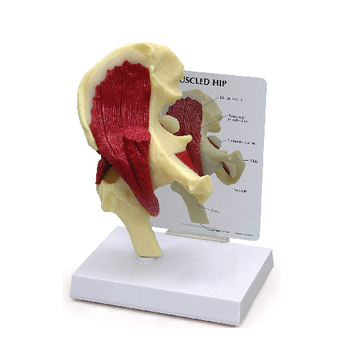 SI/SK-522  Hip Joint with Muscle